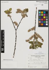 Foto von Salix aegyptiaca L.